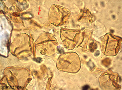ISEM 2/Bulbostylis_humilis_45257/Bulbostylis_humilis_45257_0001(copy)_thumb.jpg